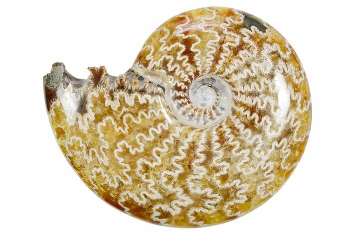 Polished Ammonite (Cleoniceras) Fossil - Madagascar #358412